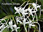 Neofinetia falcata_0576
