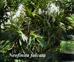 Neofinita falcata_8054