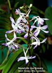 Neostylis Lou Sneary_6015