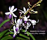 Neostylis Lou Sneary_8633