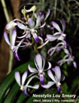 Neostylis Lou Sneary_8881