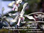 Parafinetia Crownfox Twinkle_6094