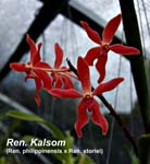 Ren. Kalsom (Ren. philippinensis x Ren. storiei)_1975