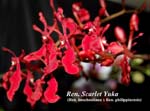 Ren. Scarlet Yuka (Ren. imschootiana x Ren. philippinensis)_5385