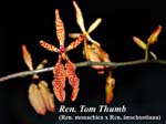 Ren. Tom Thumb (Ren. monachica x Ren. imschootiana)_7289