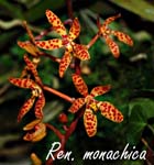 Ren. monachica_9699
