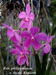 Ren. philippinensis x Ascda. Krailerk_6513