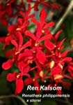 Ren. philippinensis x storei_5958
