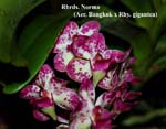 Rhrds. Norma (Aer. Bangkok x Rhy. gigantea)_9919