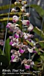 Rhrds. Thai Noi (Rhy. coelestis x Aer. flabellatum)_3786