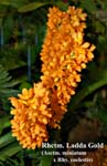 Rhtcm. Ladda Gold_4369