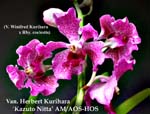 Rhv. Herbert Kurihara AM_AOS-HOS 2539