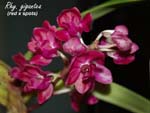 Rhy. giganta (red x spots)_5730