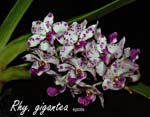 Rhy. gigantea (spots)_5859
