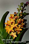 Rhy. gigantea x Ascda. Bangkhuntian Gold_5397