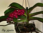 Rhy. gigantea_2146