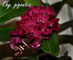 Rhy. gigantea_2148