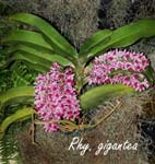 Rhy. gigantea_8903