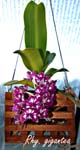 Rhy. gigantia_8467