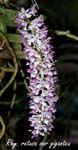 Rhy. retusa var gigantea_6023