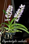Rhynchostylis coelestis_6283