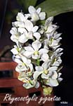 Rhyncostylis giganta __5727