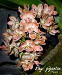 Rhyncostylis gigantae 'Peach' 4140