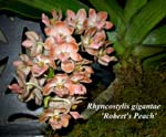 Rhyncostylis gigantae _Robert's Peach 4140