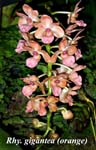 Rhyncostylis. gigantea (orange)4146