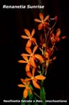 Rnet. Sunrise_6698