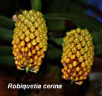 Robiquetia cerina_0007