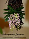 Schoenorchis (Sns.) fragrans_3918