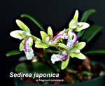 Sedirea japonica_0221
