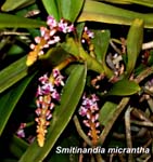 Smitinandia micrantha_0336