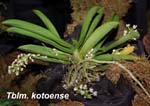 Tblm. kotoense_8604
