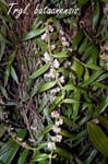 Trgl. bataanensis_7517