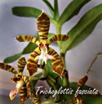 Trgl. fasciata