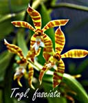 Trgl. fasciata_8095