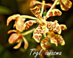 Trgl. ionosma_5802