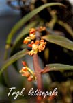 Trgl. latisepala_7756