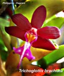 Trichoglottis brachiata 8229