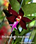 Trichoglottis brachiata_4049