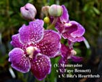 V. (V. Manuvadee  x V. Faye Bennett) x V. Bitz's Heartthrob_4510