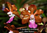 V. (insignis x tessellata)  x V. Mini Pallmer_7362