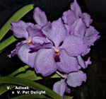 V. Adisak x V. Pat Delight_8122