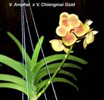 V. Amphai x V. Chiengmai Gold_3647