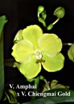 V. Amphai x V. Chiengmai Gold_3650