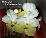 V. Amphai x V. Chiengmai Gold_4097