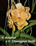 V. Amphai x V. Chiengmai Gold_4205