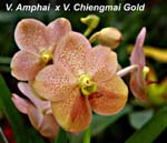 V. Amphai x V. Chiengmai Gold_4846